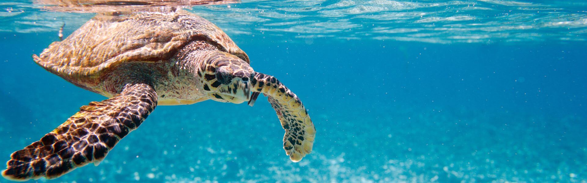 Actualités concernant les conditions d’ouverture et de visite du site de la plage du Naufrage pour l’été 2025